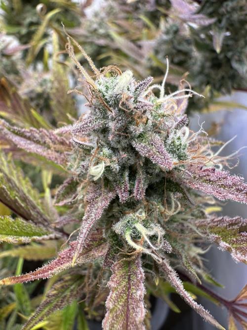 Gorilla Z FB420 X Green Gelato Auto RQS. Week 12