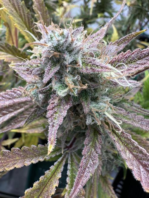 Gorilla Z FB420 X Green Gelato Auto RQS. Week 12