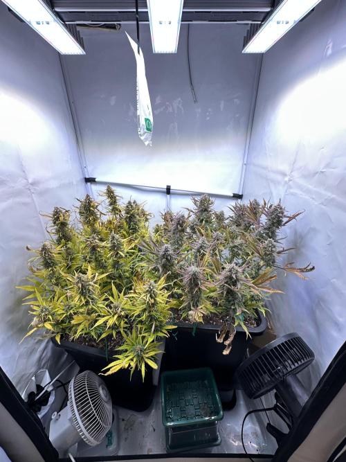 Gorilla Z FB420 X Green Gelato Auto RQS. Week 12