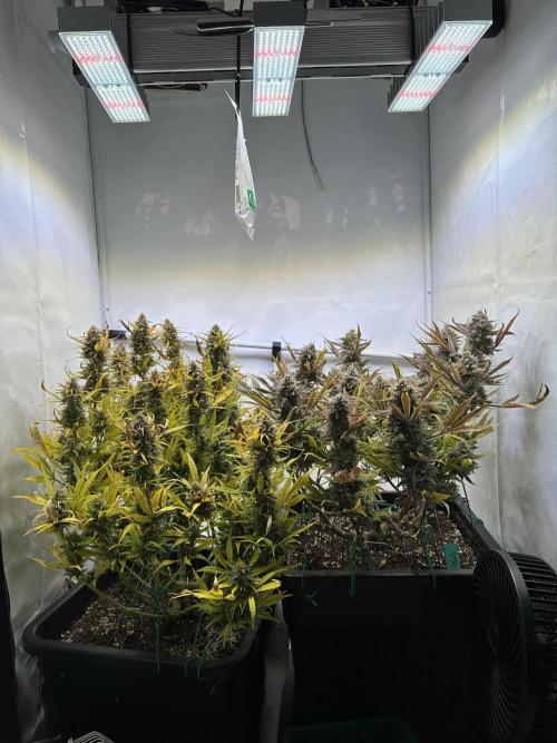 Gorilla Z FB420 X Green Gelato Auto RQS. Week 12