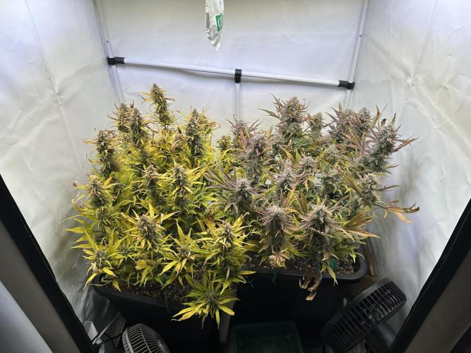 Gorilla Z FB420 X Green Gelato Auto RQS. Week 12