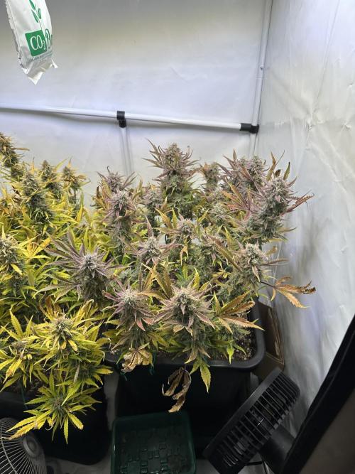 Gorilla Z FB420 X Green Gelato Auto RQS. Week 12