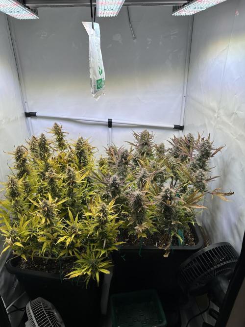 Gorilla Z FB420 X Green Gelato Auto RQS. Week 12