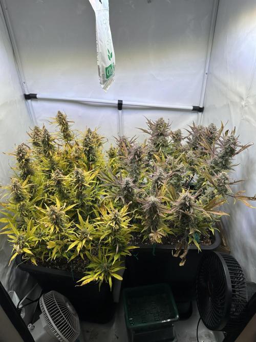 Gorilla Z FB420 X Green Gelato Auto RQS. Week 12