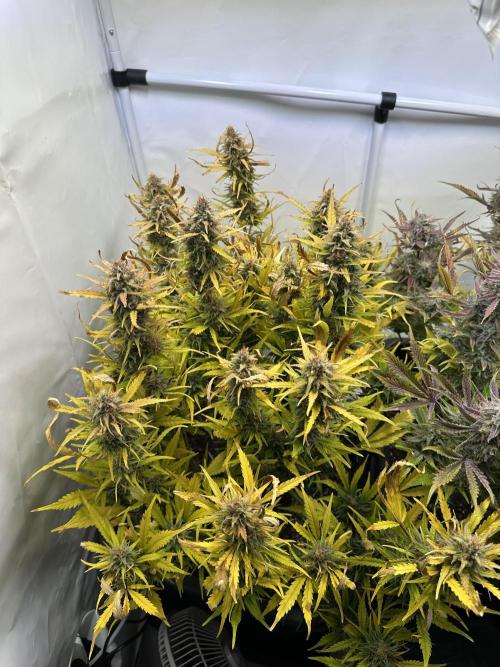 Gorilla Z FB420 X Green Gelato Auto RQS. Week 12