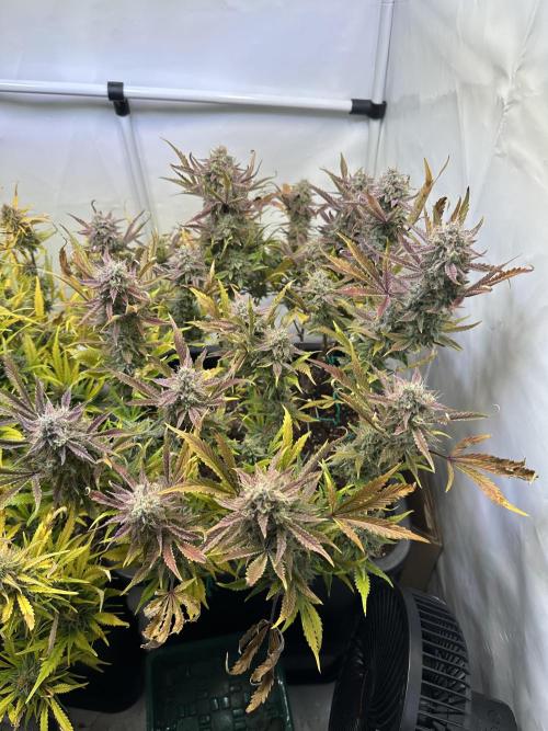 Gorilla Z FB420 X Green Gelato Auto RQS. Week 12