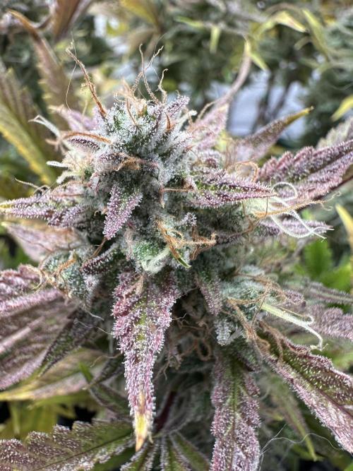 Gorilla Z FB420 X Green Gelato Auto RQS. Week 12