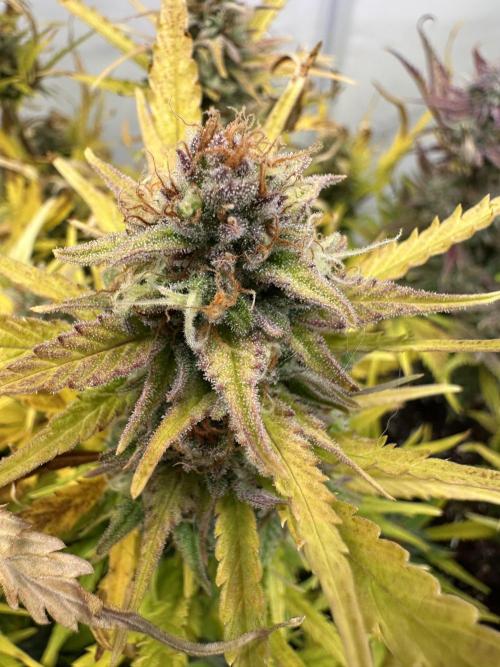 Gorilla Z FB420 X Green Gelato Auto RQS. Week 12