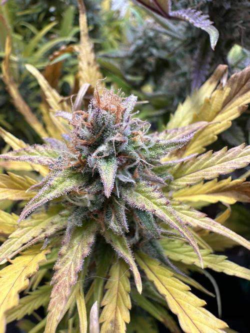 Gorilla Z FB420 X Green Gelato Auto RQS. Week 12