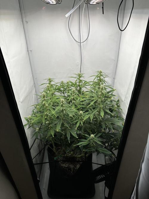 Gorilla Cookies 420FB. Week 8