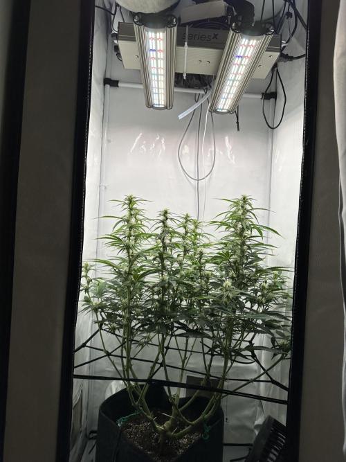 Gorilla Cookies 420FB. Week 8