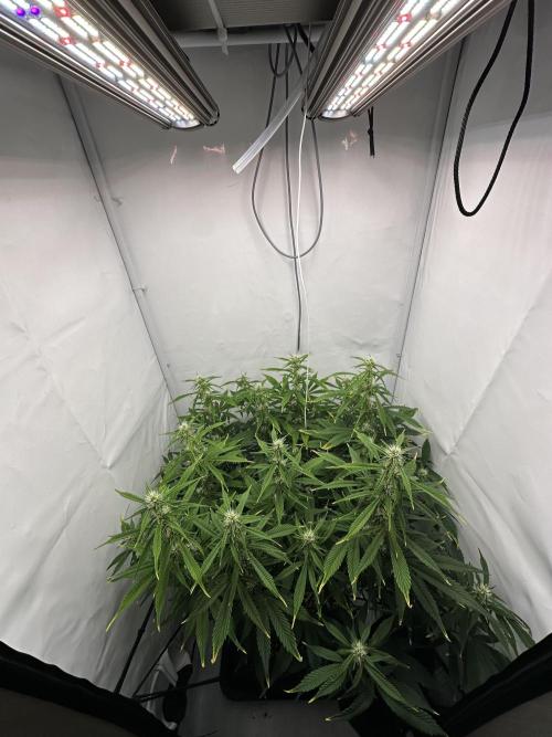 Gorilla Cookies 420FB. Week 8