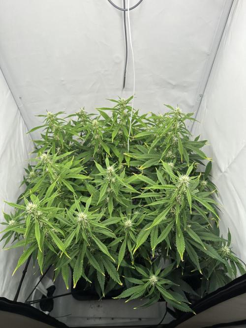 Gorilla Cookies 420FB. Week 8