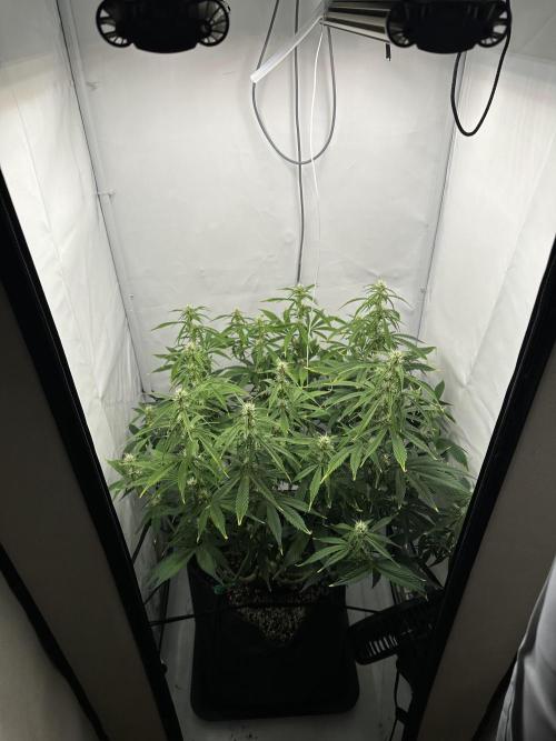 Gorilla Cookies 420FB. Week 8