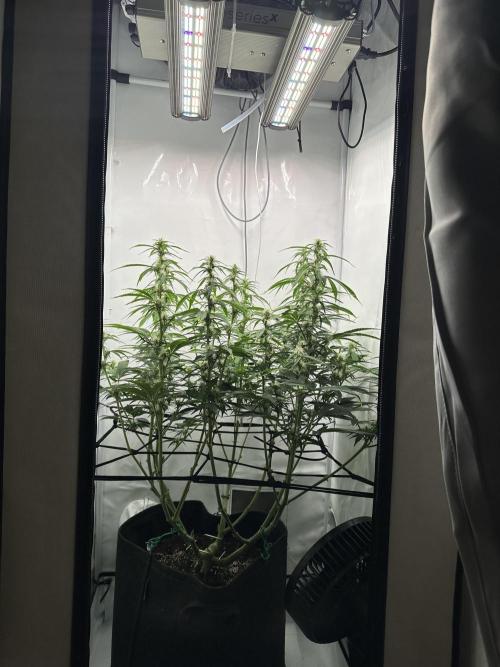 Gorilla Cookies 420FB. Week 8