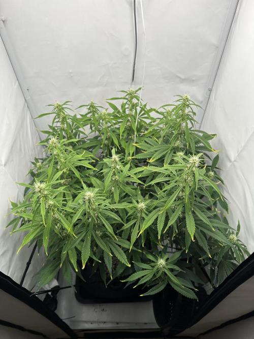 Gorilla Cookies 420FB. Week 8