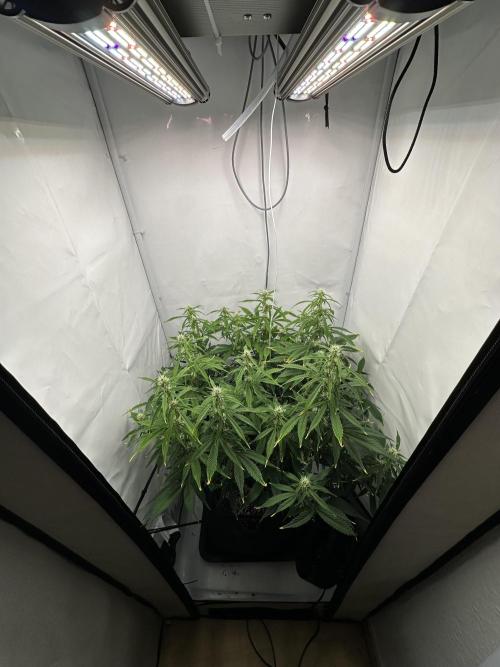 Gorilla Cookies 420FB. Week 8