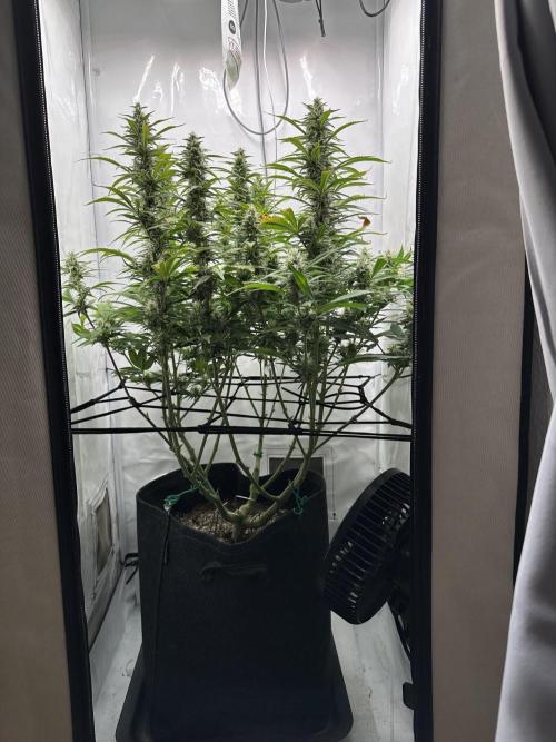 Gorilla Cookies 420FB. Week 10