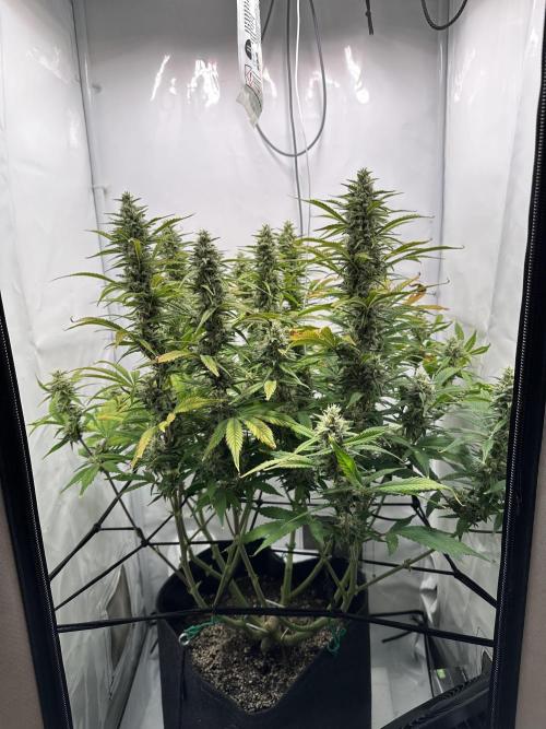 Gorilla Cookies 420FB. Week 12