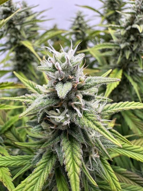 Gorilla Cookies 420FB. Week 12