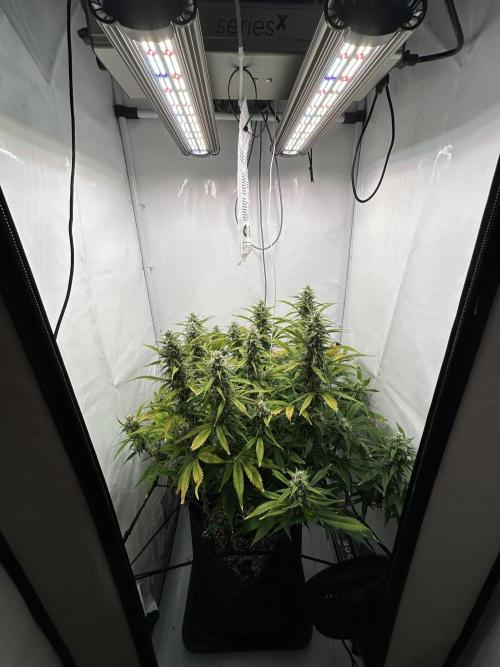 Gorilla Cookies 420FB. Week 12