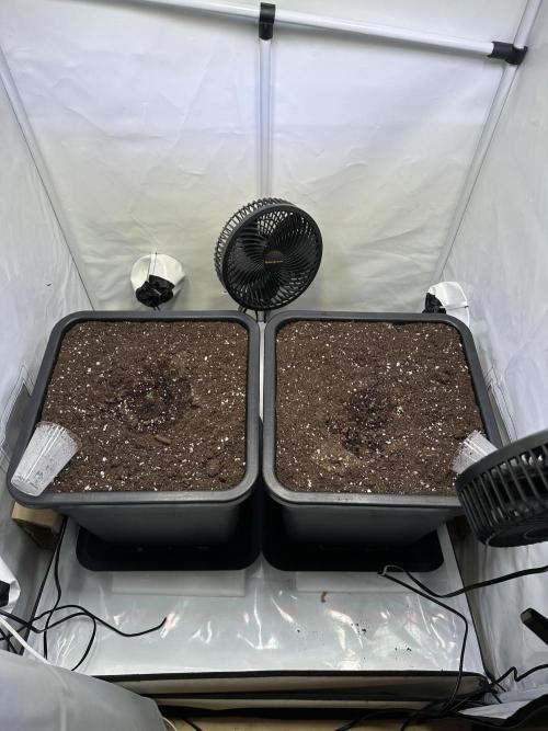 Pineapple Express F1 Zamnesia. Week 1