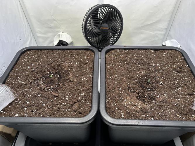 Pineapple Express F1 Zamnesia. Week 1