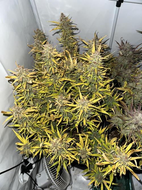 Gorilla Z FB420 X Green Gelato Auto RQS. Week 13