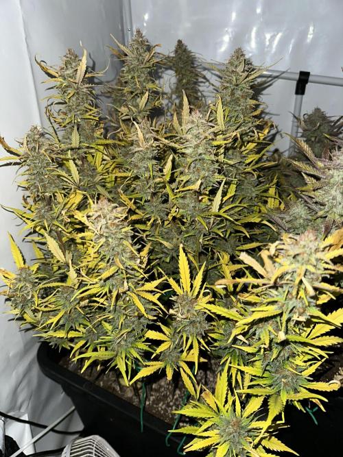 Gorilla Z FB420 X Green Gelato Auto RQS. Week 13