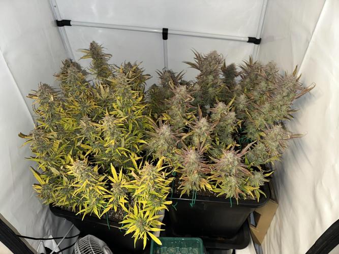 Gorilla Z FB420 X Green Gelato Auto RQS. Week 13