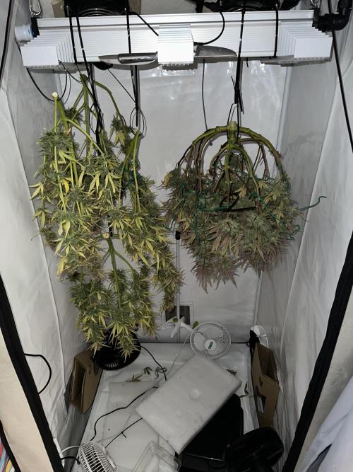 Gorilla Z FB420 X Green Gelato Auto RQS. Week 13