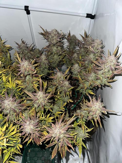 Gorilla Z FB420 X Green Gelato Auto RQS. Week 13