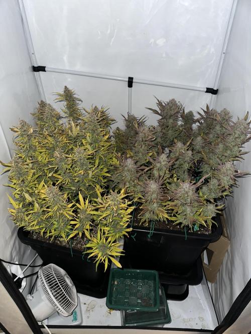 Gorilla Z FB420 X Green Gelato Auto RQS. Week 13