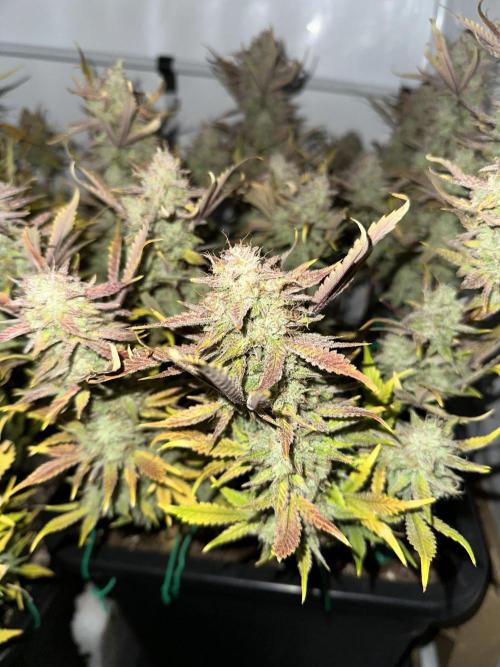 Gorilla Z FB420 X Green Gelato Auto RQS. Week 13