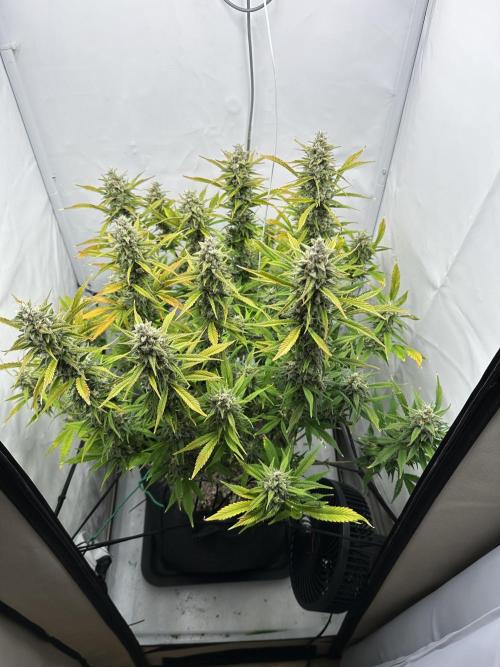 Gorilla Cookies 420FB. Week 13