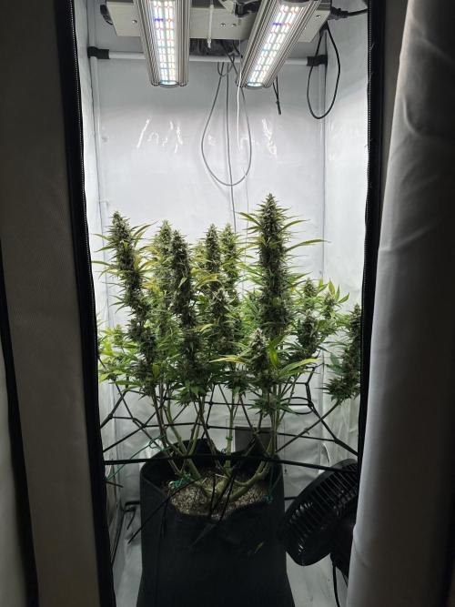 Gorilla Cookies 420FB. Week 13