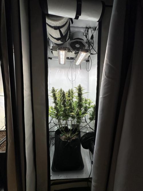 Gorilla Cookies 420FB. Week 13