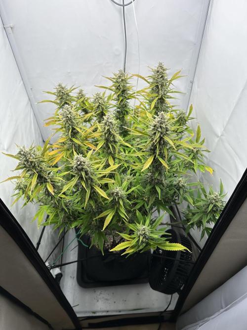 Gorilla Cookies 420FB. Week 13