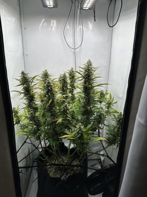 Gorilla Cookies 420FB. Week 13