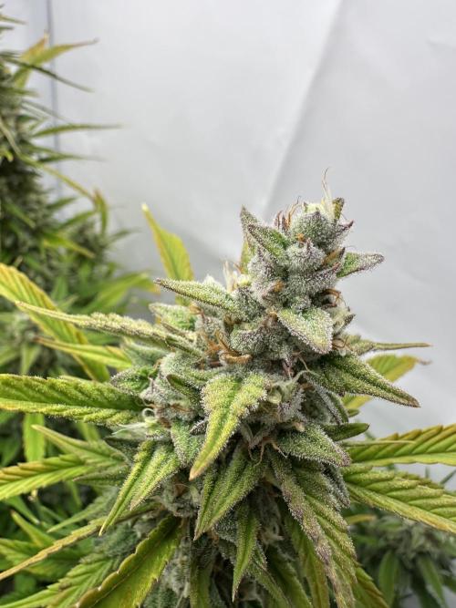 Gorilla Cookies 420FB. Week 13