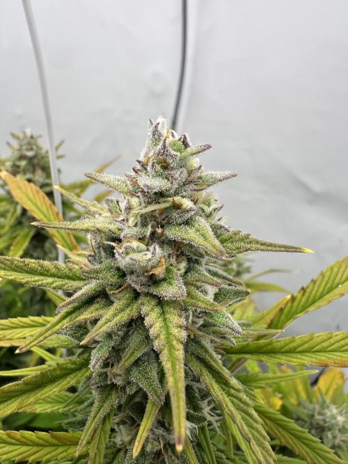 Gorilla Cookies 420FB. Week 13