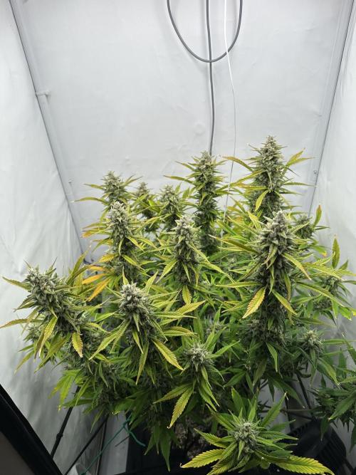 Gorilla Cookies 420FB. Week 13