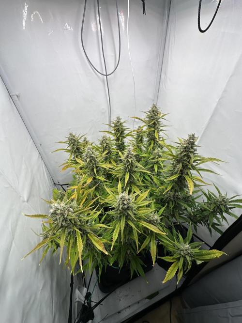 Gorilla Cookies 420FB. Week 13