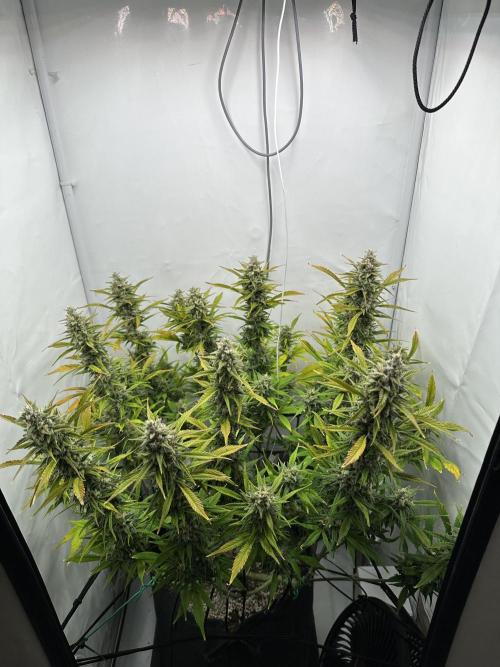 Gorilla Cookies 420FB. Week 14