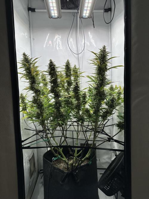 Gorilla Cookies 420FB. Week 14