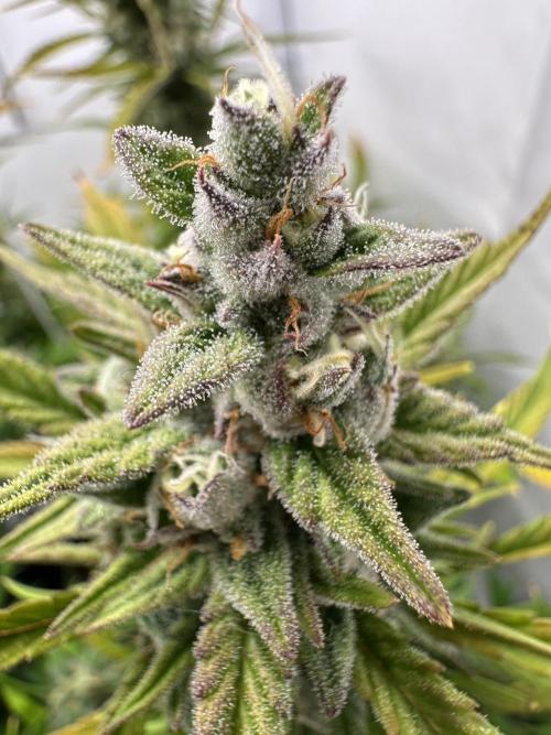 Gorilla Cookies 420FB. Week 14