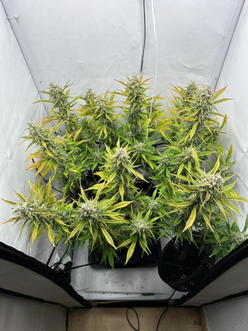 Gorilla Cookies 420FB. Week 14