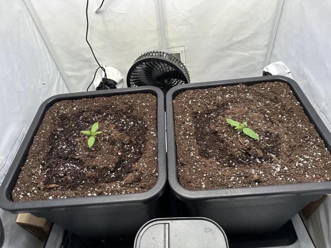 Pineapple Express F1 Zamnesia. Week 2