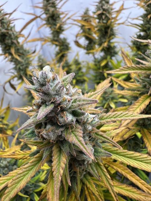 Gorilla Cookies 420FB. Week 15