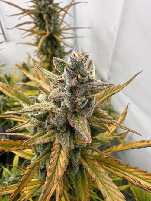 Gorilla Cookies 420FB. Week 15